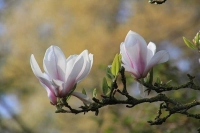 Photograher\PeterWillems: Magnolia-2-[PW-NL]